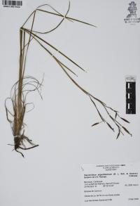 Sisyrinchium angustissimum image